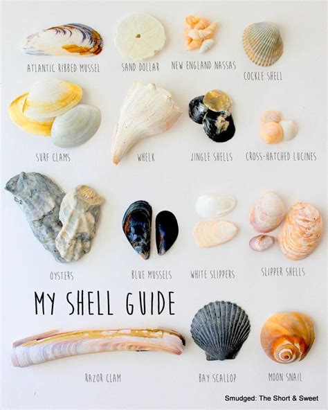 My shell. Things To Know About My shell. 